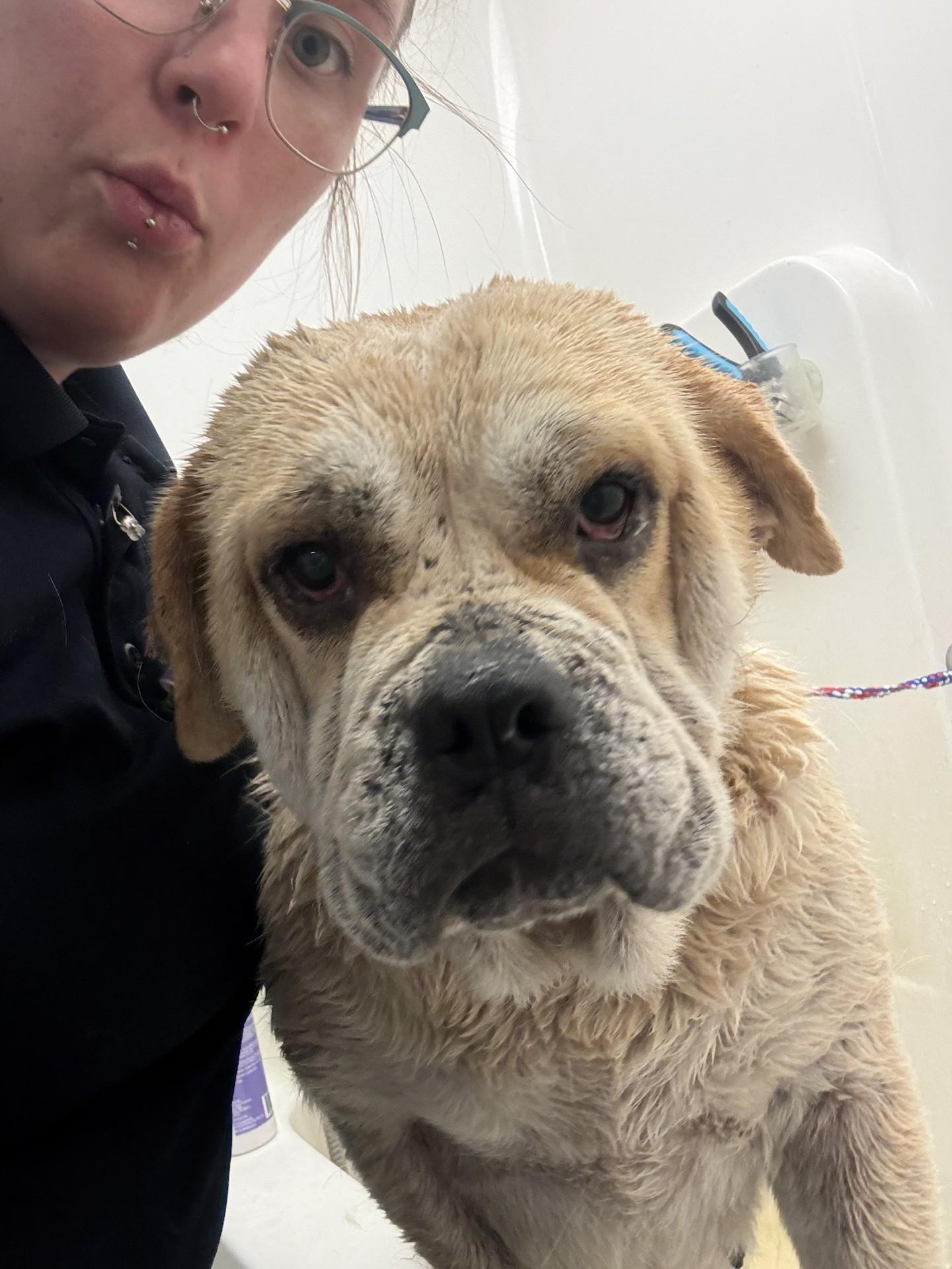 Enlarge Sunshine, a ADOPTABLE mixed breed in Ashland, VA image 1/1