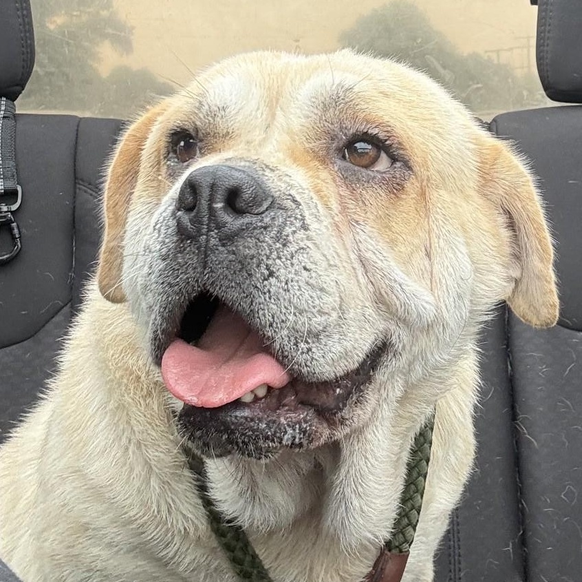 Sunshine, ADOPTABLE, Young Female Labrador Retriever & Saint Bernard.