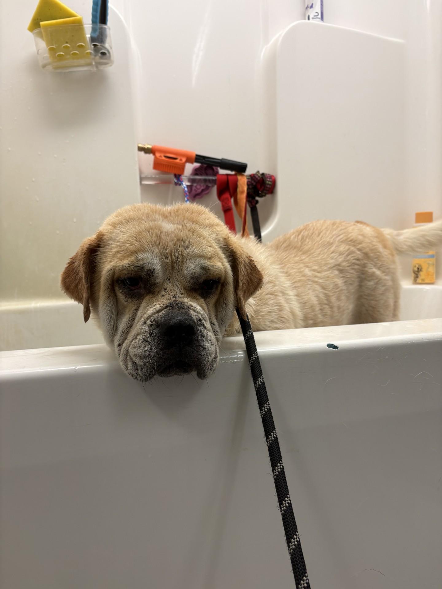 Enlarge Sunshine, a ADOPTABLE mixed breed in Ashland, VA image 4/5