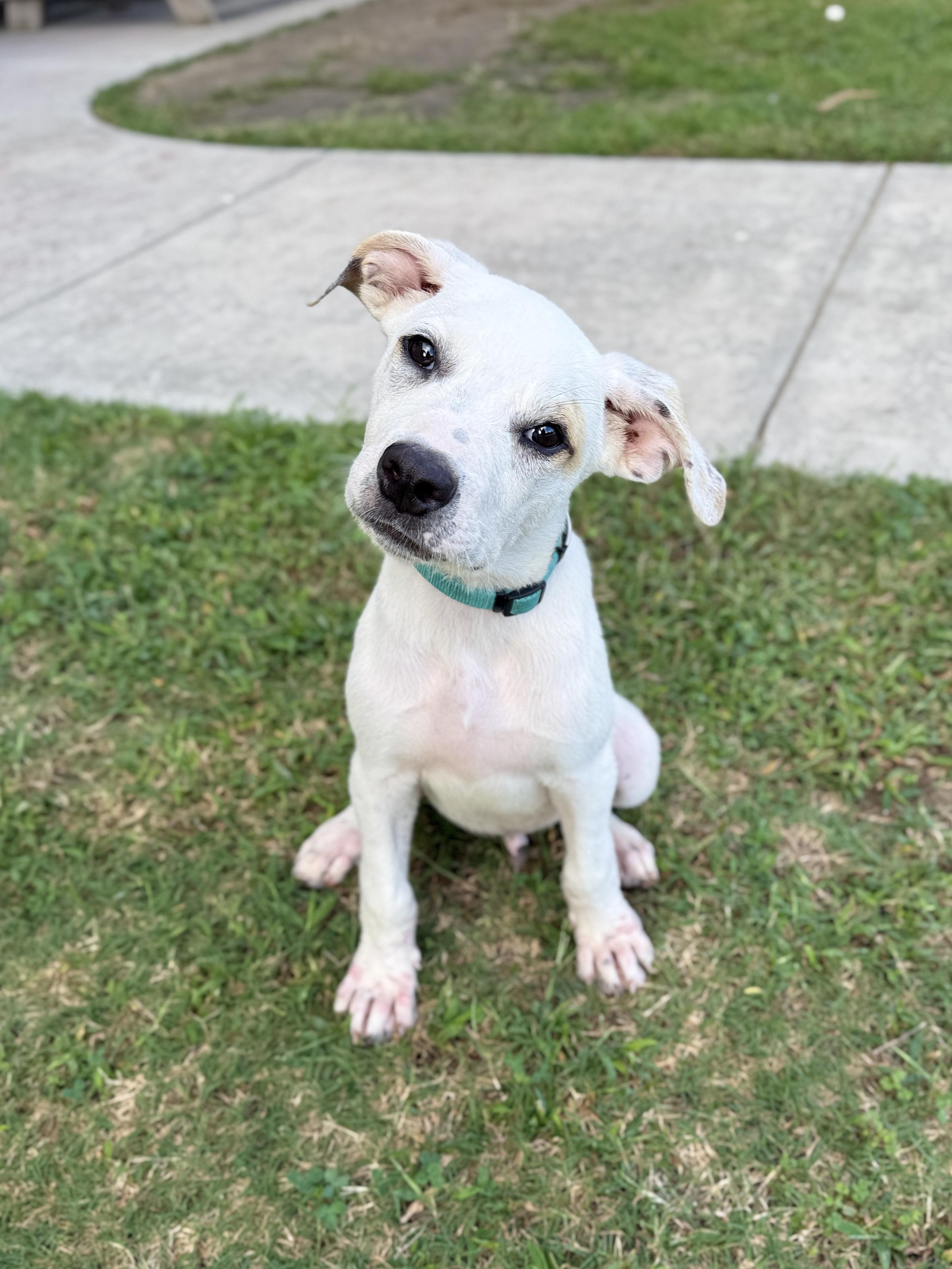 Casper, Adopted, Young Male Mixed Breed.