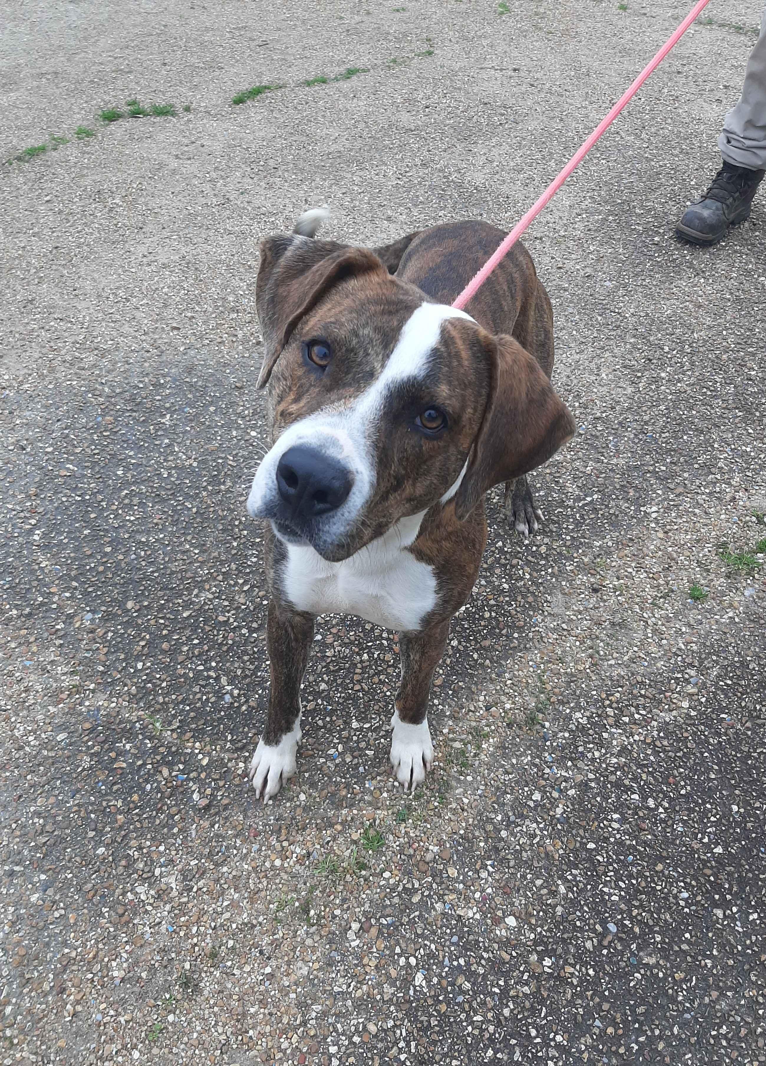 Rick, Adult Male Mixed Breed
