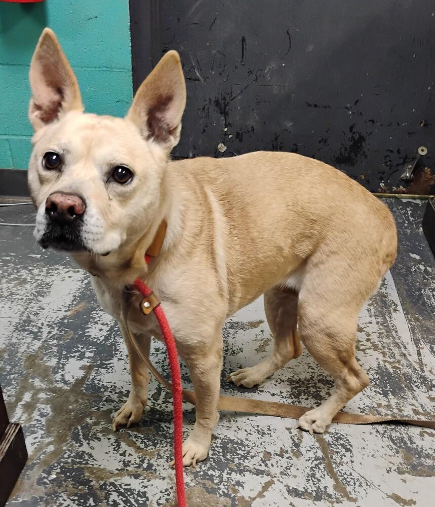 Enlarge Fiona #105, a Adoptable mixed breed in New Lexington, OH image 1/1