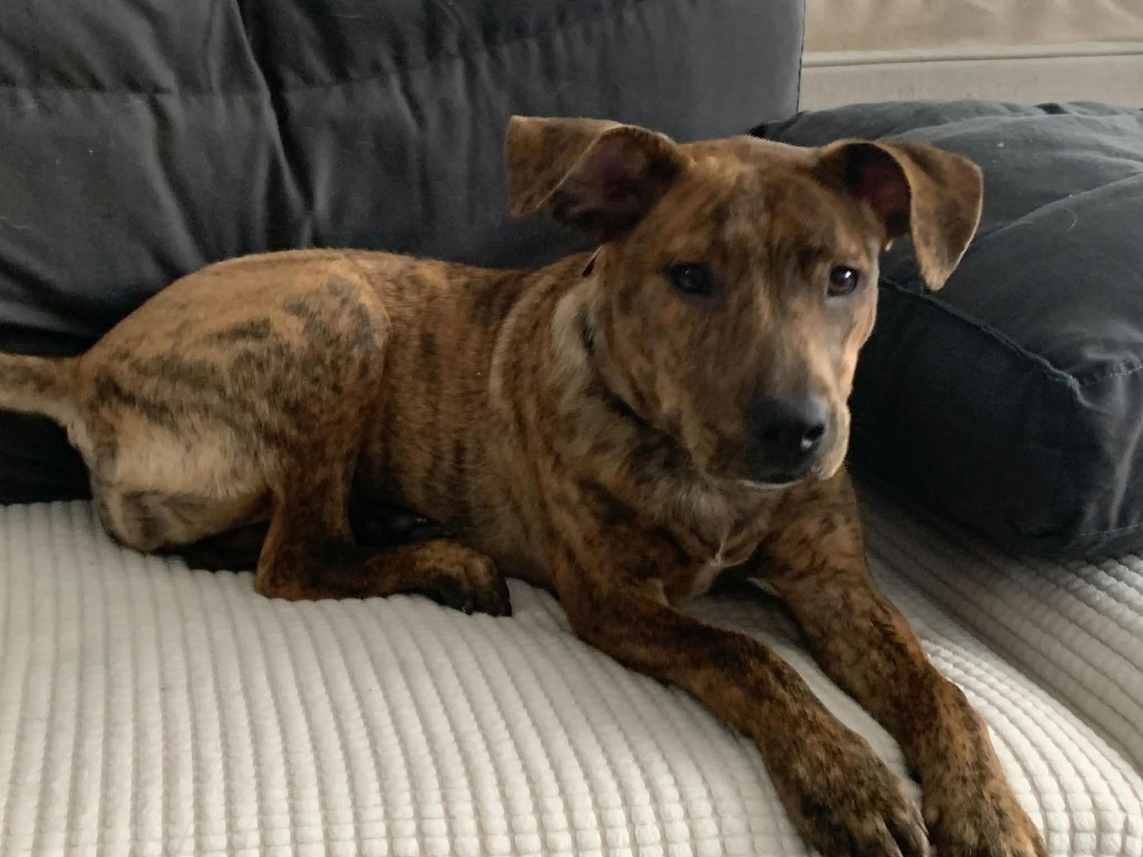 Monica Dutton, Adoptable, Young Female Pit Bull Terrier.