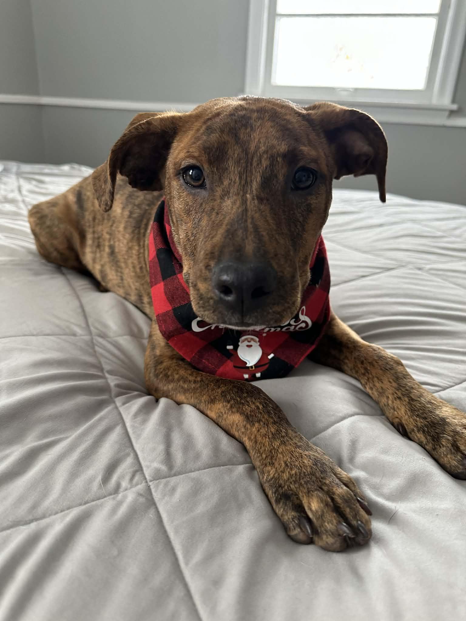 Monica Dutton, a Adoptable Pit Bull Terrier in Minneapolis, MN image 1/3