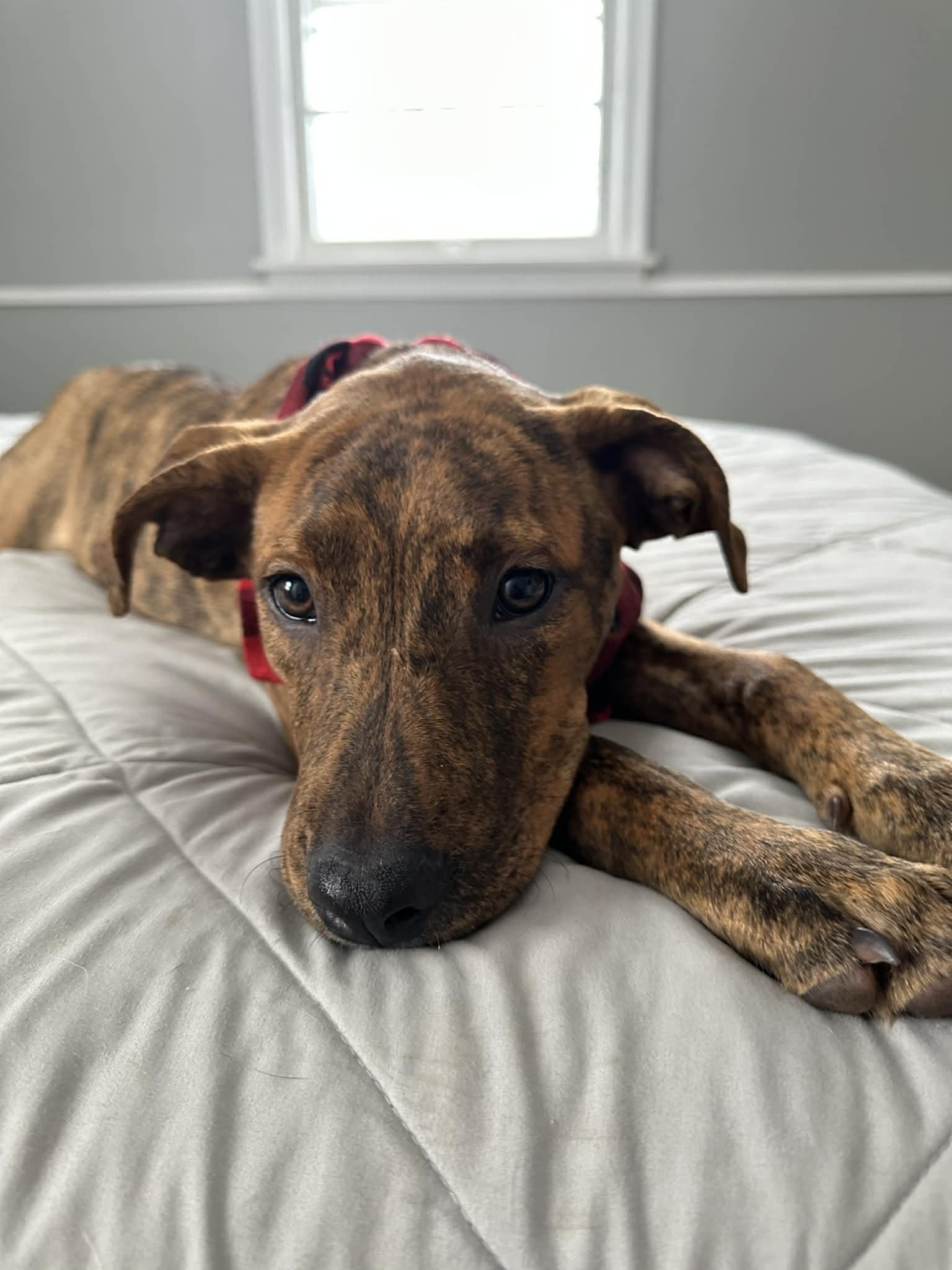 Monica Dutton, a Adoptable Pit Bull Terrier in Minneapolis, MN image 2/3