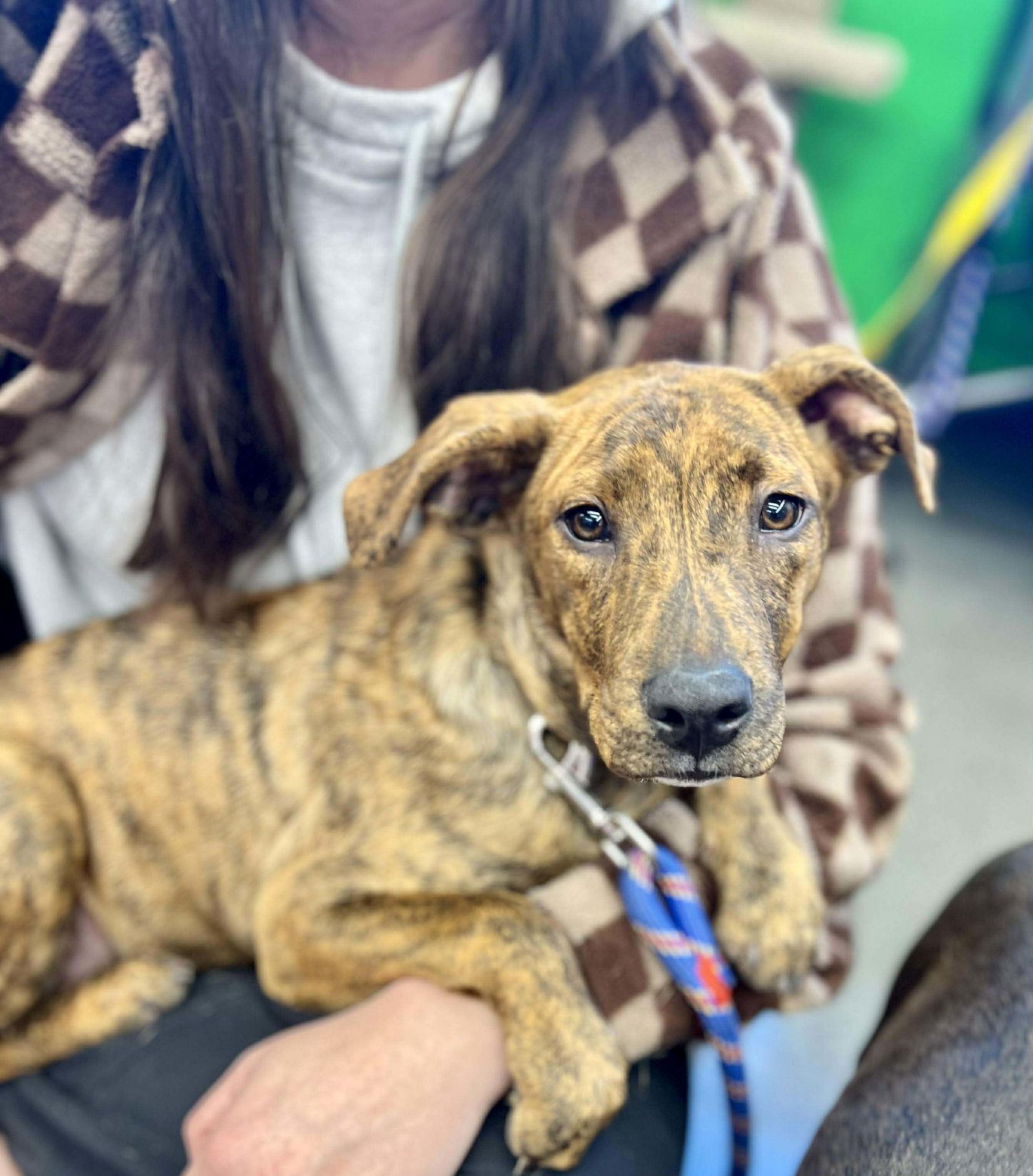 Monica Dutton, a Adoptable Pit Bull Terrier in Minneapolis, MN image 3/3