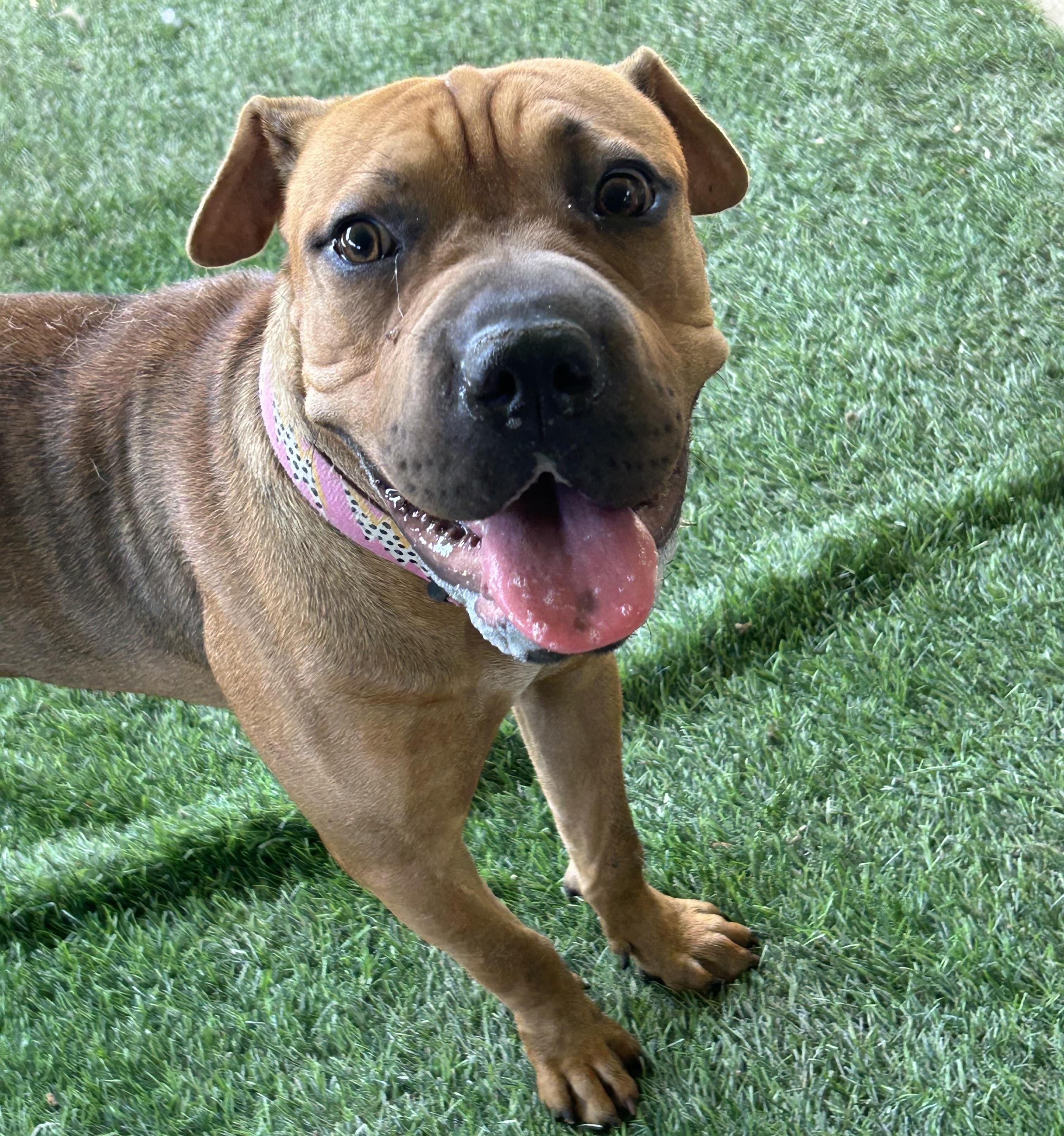 Enlarge Squishy, a Adoptable mixed breed in River oaks, TX image 1/1