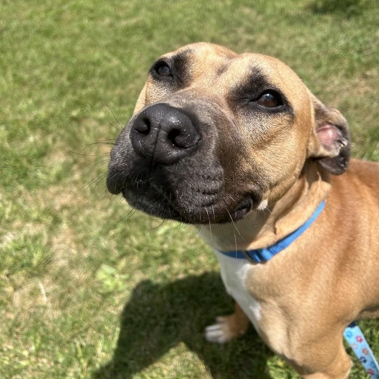 Mojo, a ADOPTABLE Mixed Breed in Jackson, MI image 1/4
