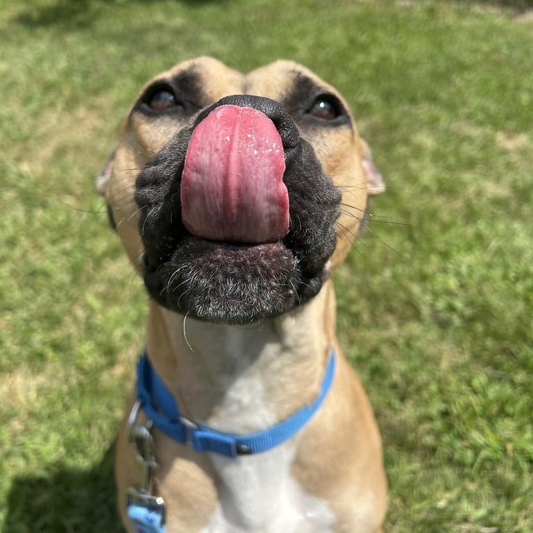 Mojo, a ADOPTABLE Mixed Breed in Jackson, MI image 3/4