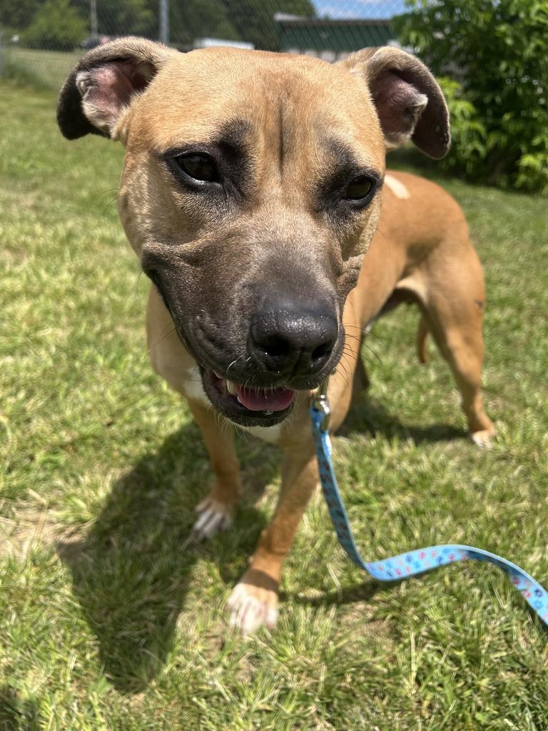 Mojo, a ADOPTABLE Mixed Breed in Jackson, MI image 4/4
