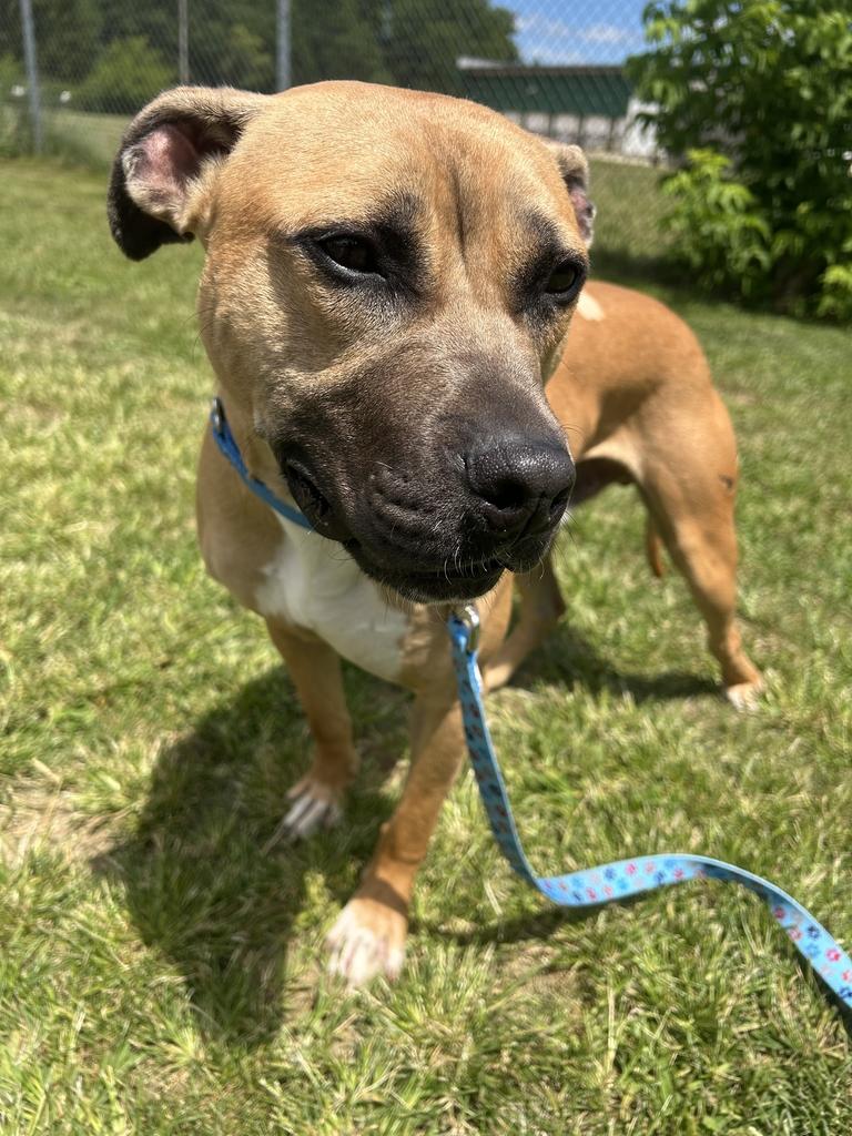 Mojo, a ADOPTABLE Mixed Breed in Jackson, MI image 2/4