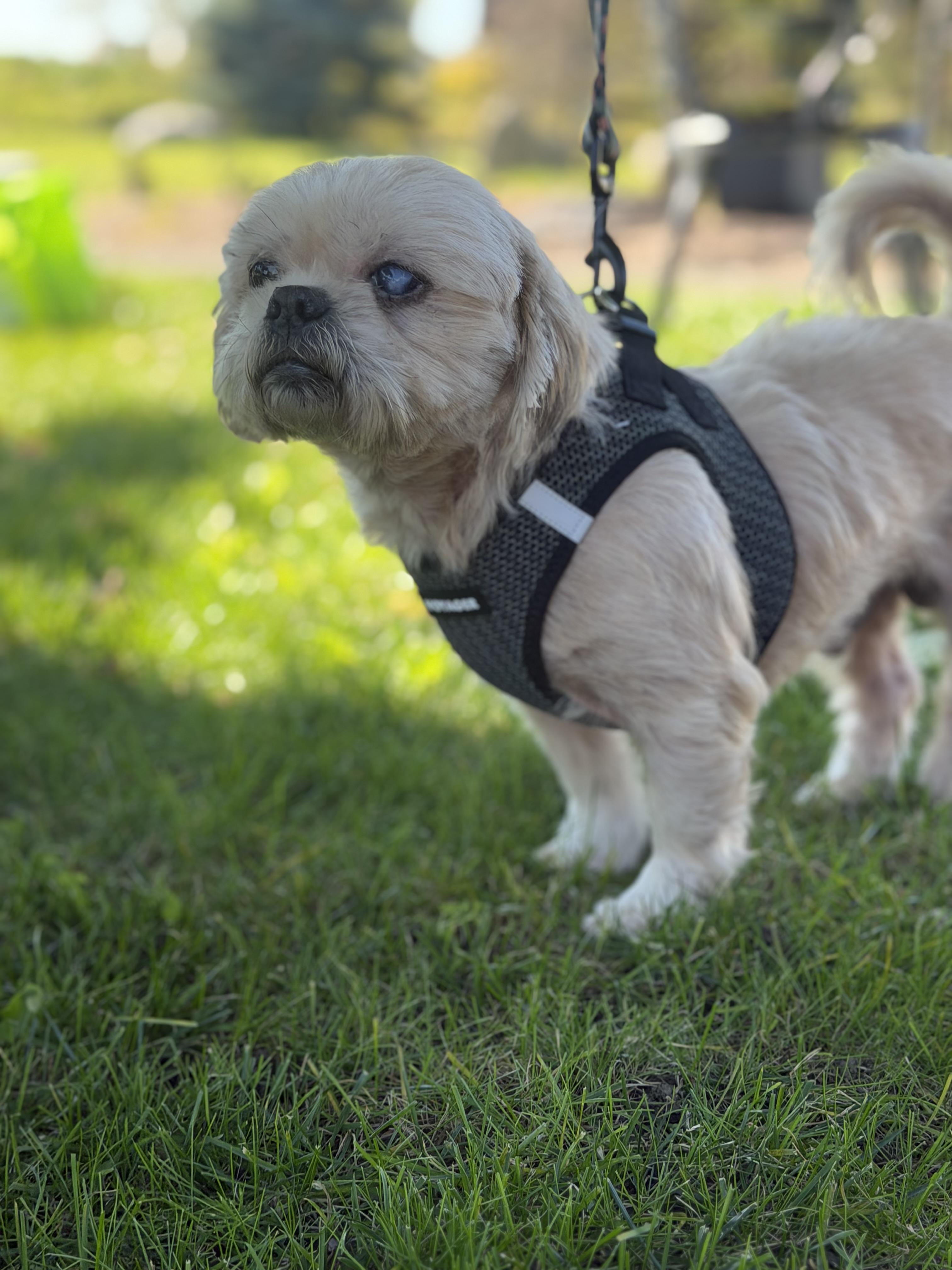 Enlarge Copper, a Adoptable Shih Tzu in Stamford, CT image 5/6