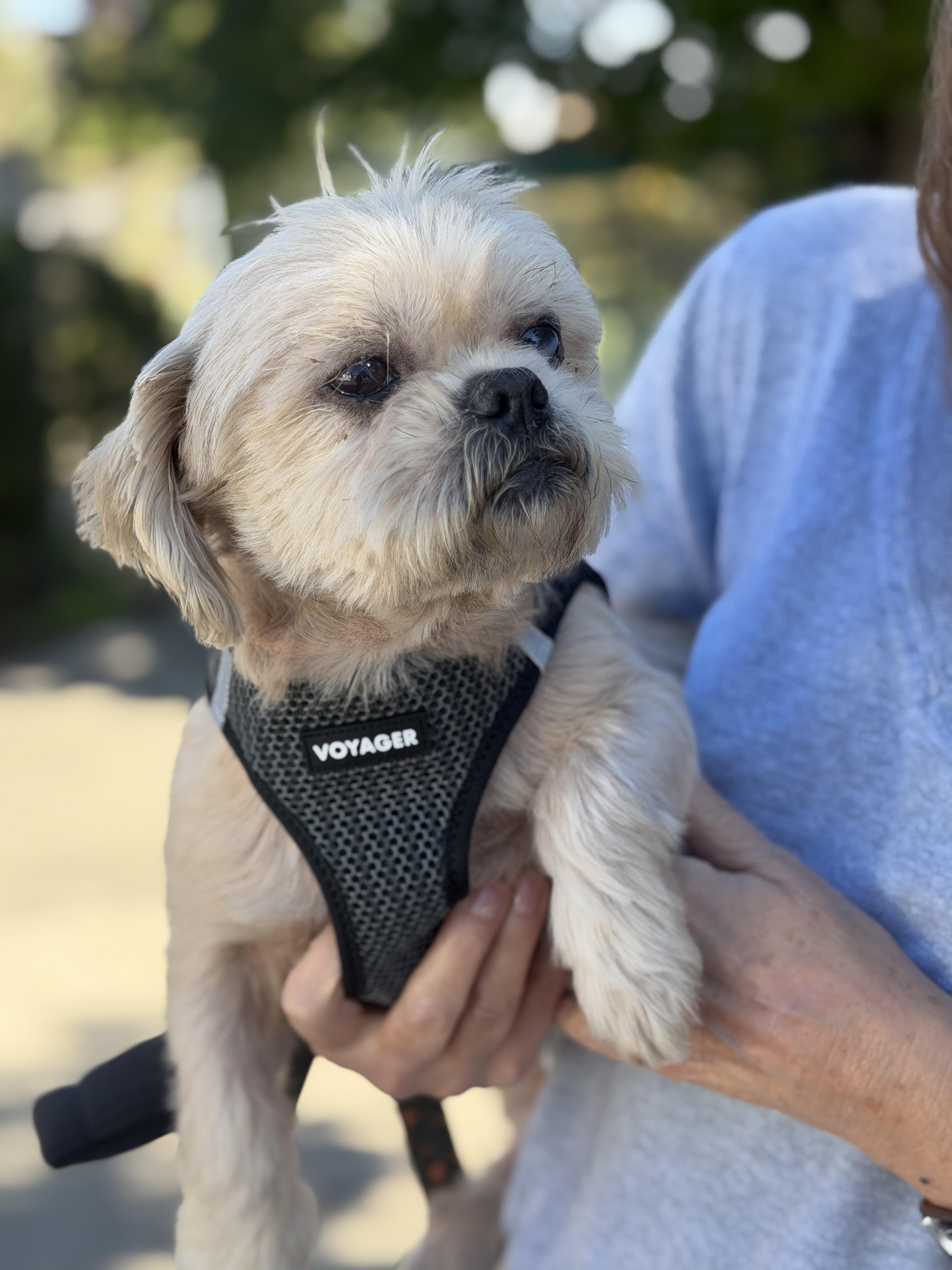 Enlarge Copper, a Adoptable Shih Tzu in Stamford, CT image 2/6