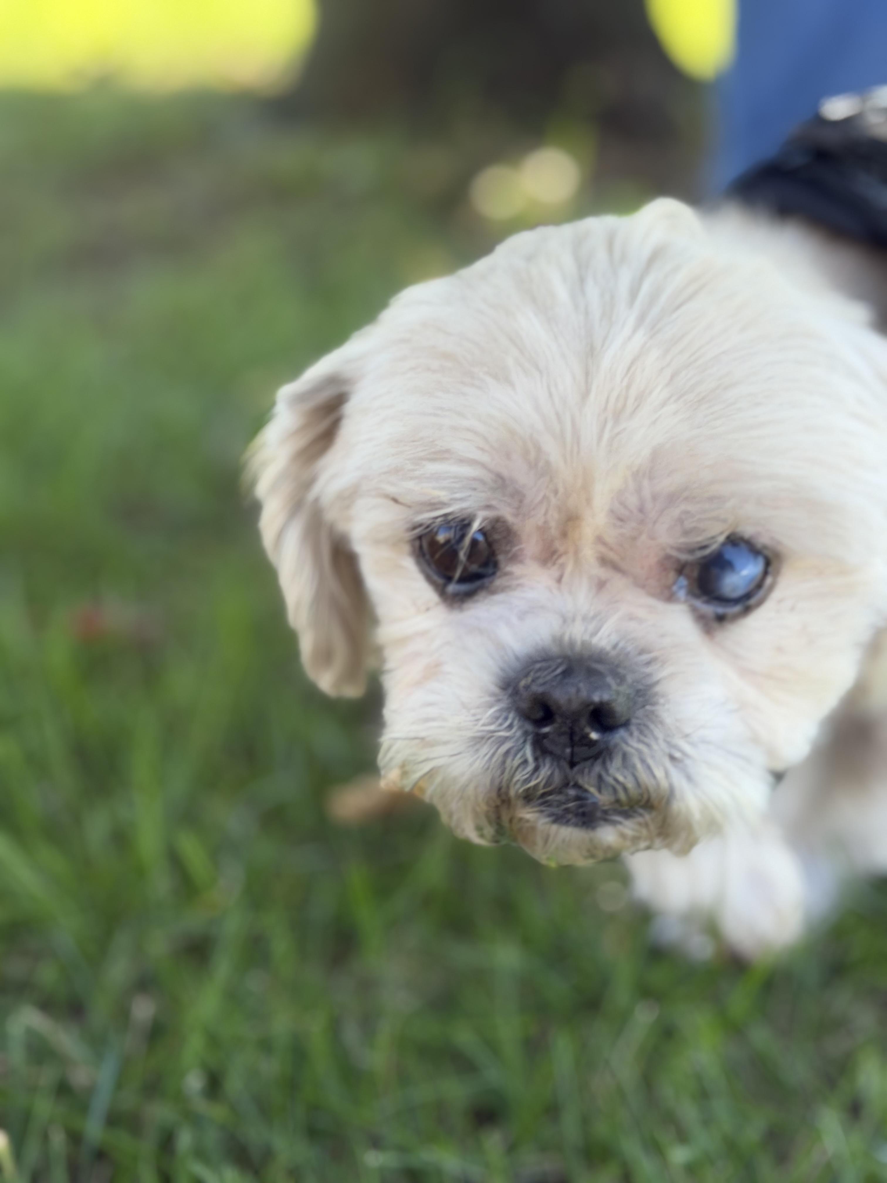 Enlarge Copper, a Adoptable Shih Tzu in Stamford, CT image 3/6