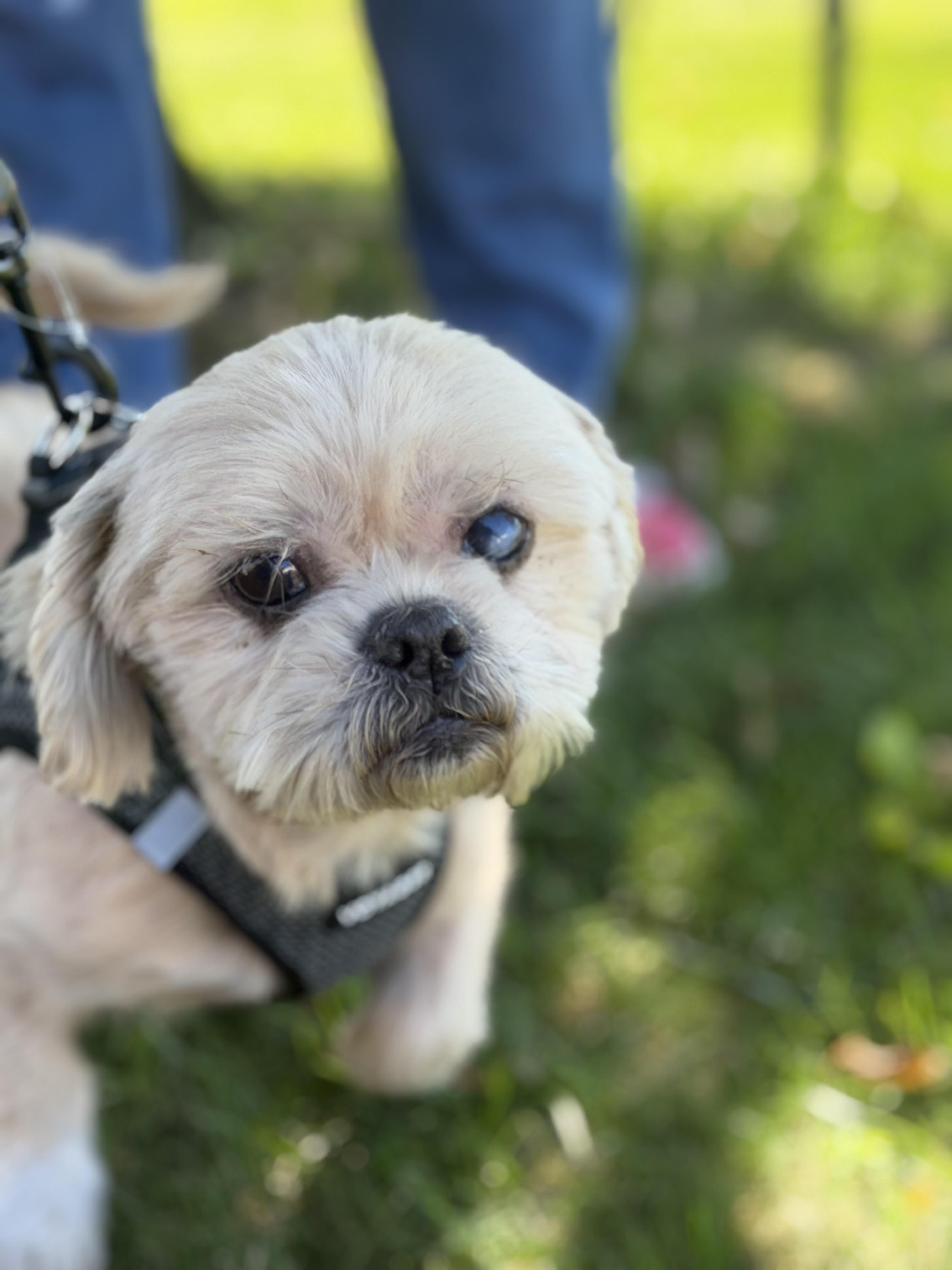 Enlarge Copper, a Adoptable Shih Tzu in Stamford, CT image 4/6