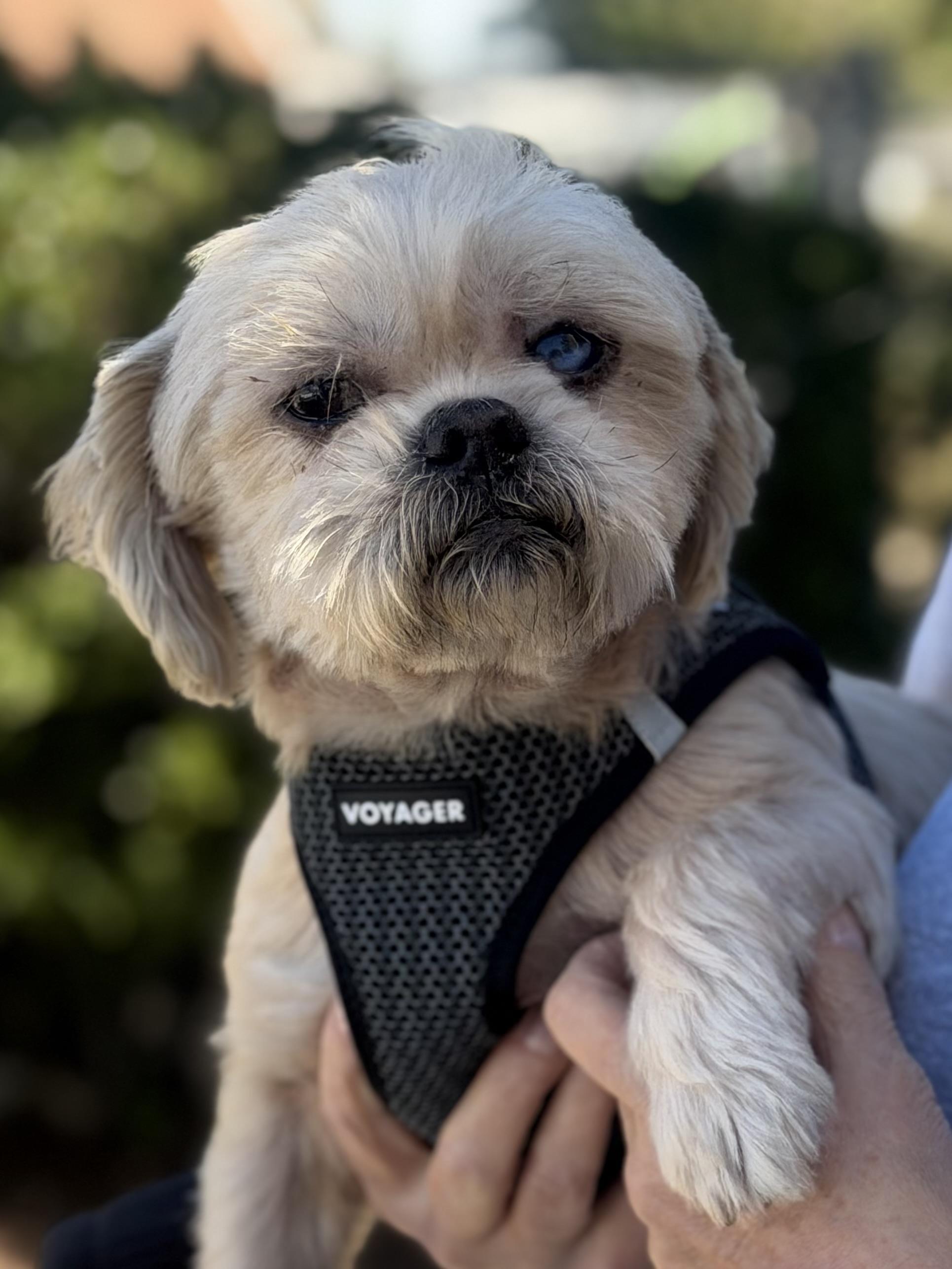 Copper, Adoptable, Adult Male Shih Tzu.