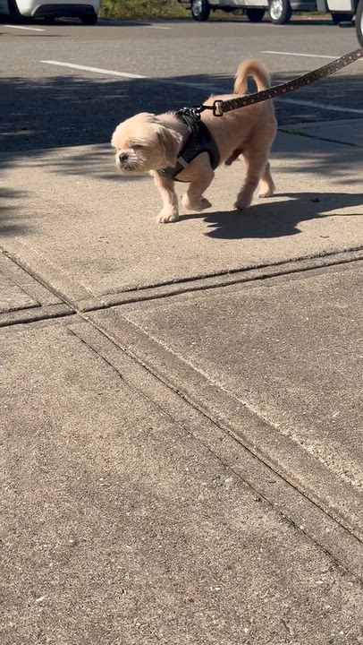 Enlarge Copper, a Adoptable Shih Tzu in Stamford, CT video 6/6