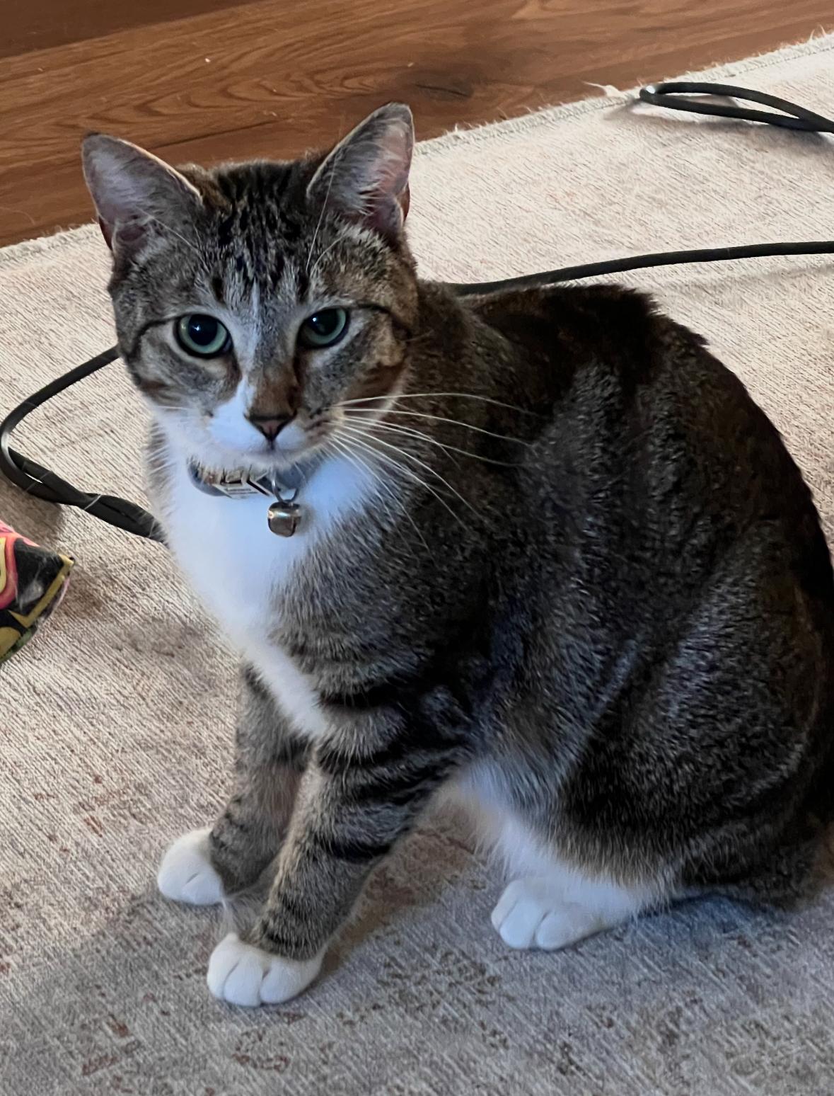 Katara, Adoptable, Young Female American Shorthair.