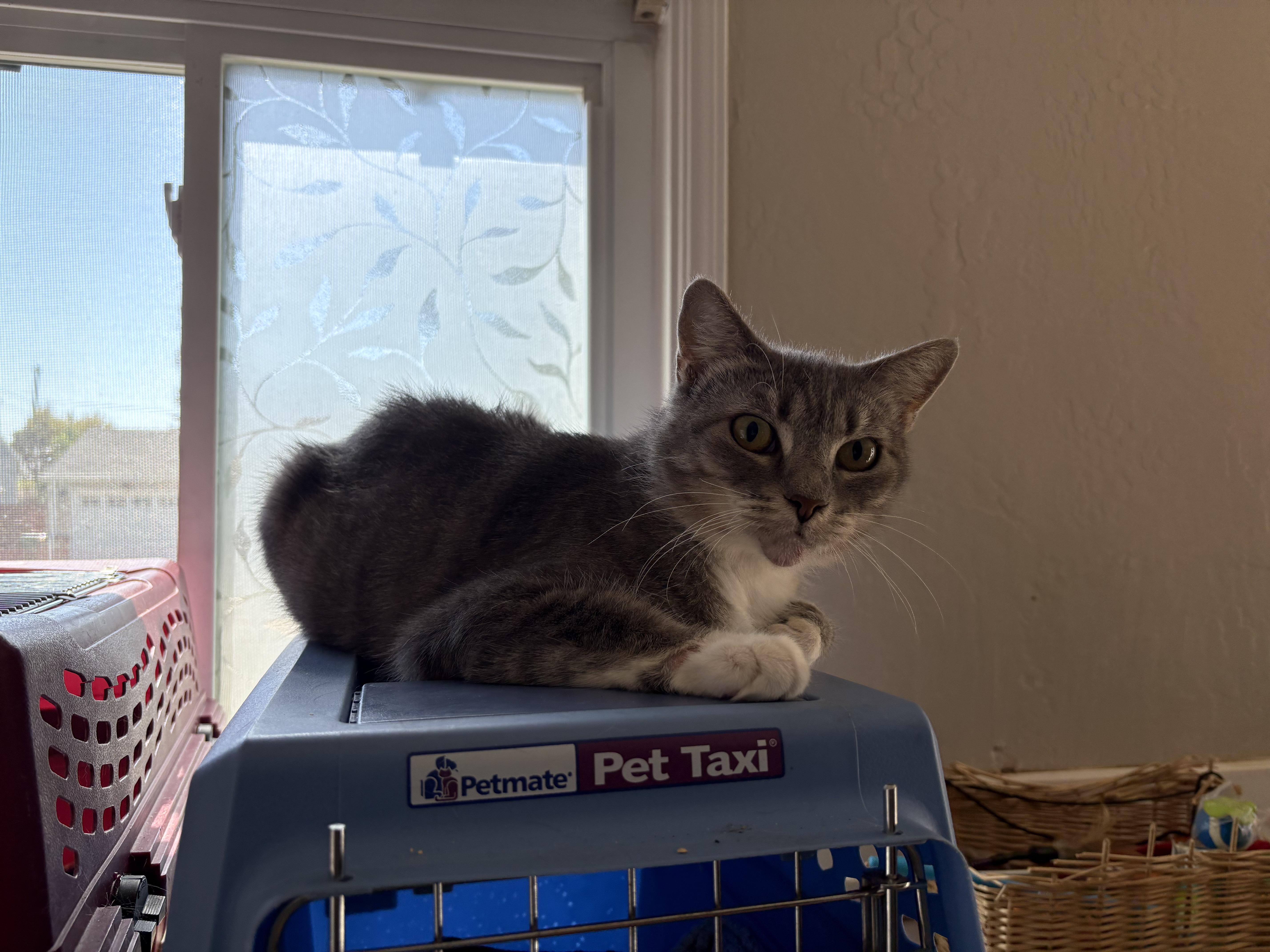 Katara, a Adoptable American Shorthair in Hayward, CA image 2/6