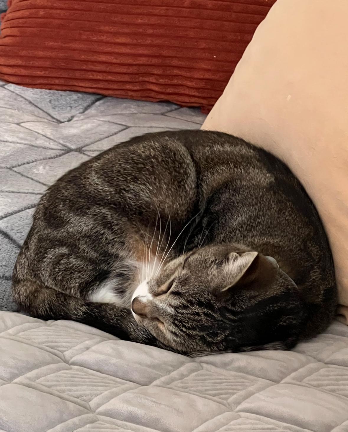 Katara, a Adoptable American Shorthair in Hayward, CA image 3/6