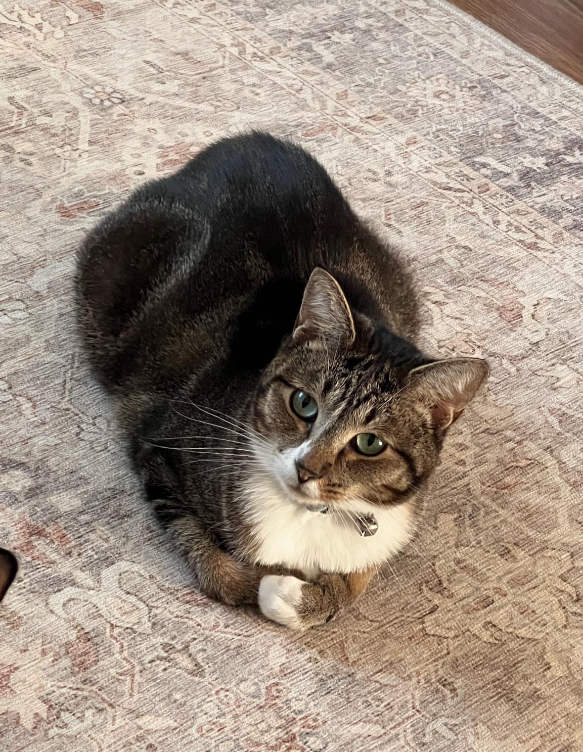 Katara, a Adoptable American Shorthair in Hayward, CA image 4/6