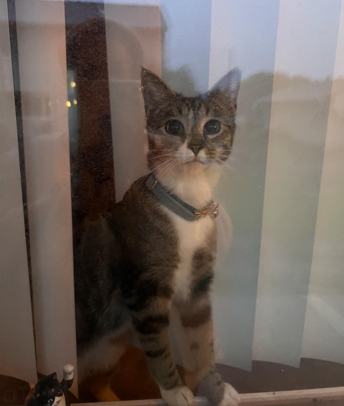 Katara, a Adoptable American Shorthair in Hayward, CA image 5/6