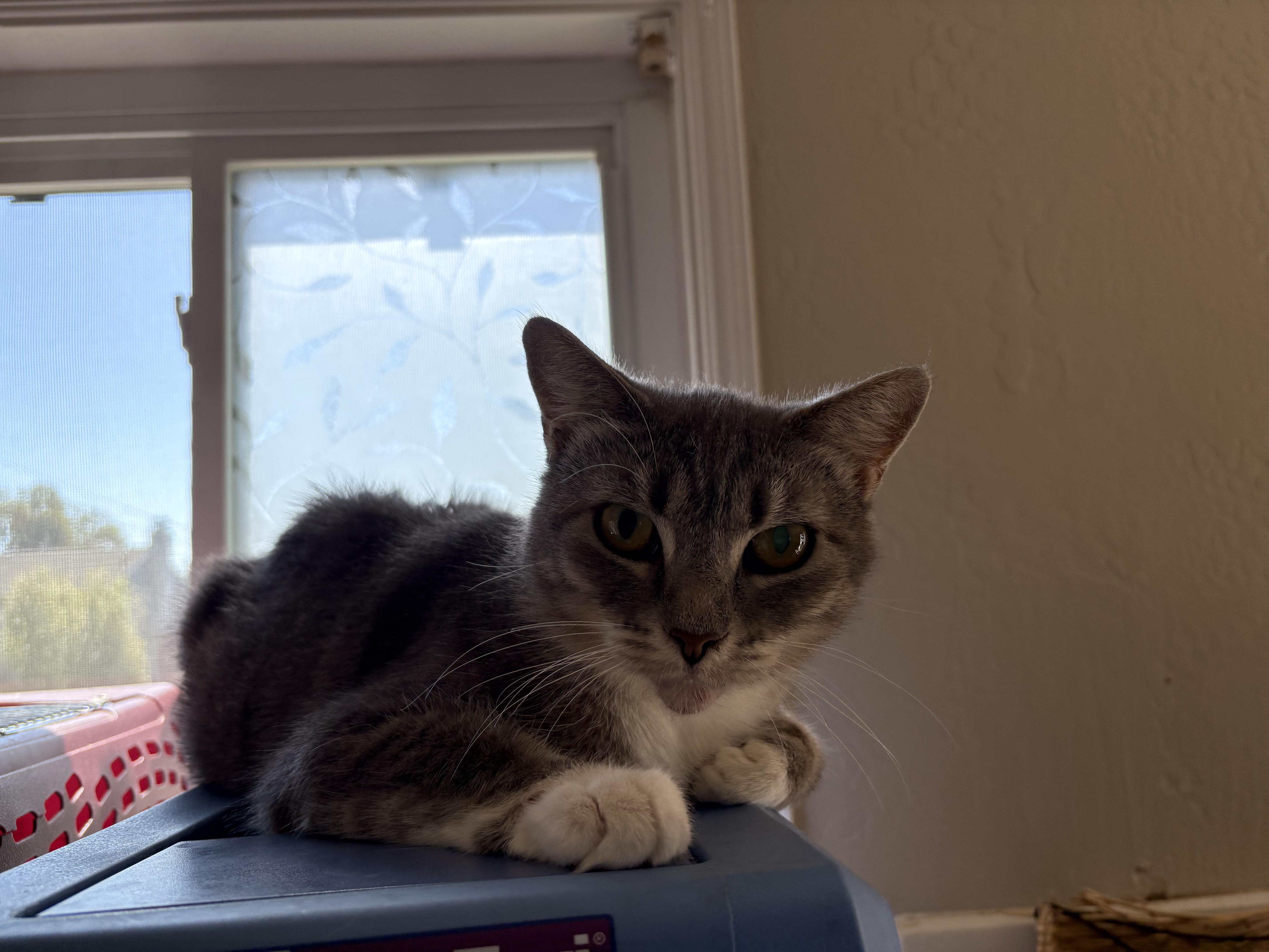 Katara, a Adoptable American Shorthair in Hayward, CA image 6/6