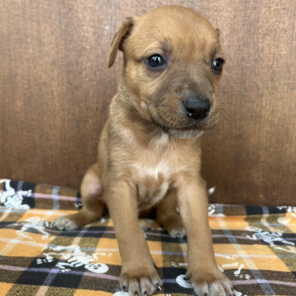 Enlarge Scooby, a Adoptable mixed breed in Fredericksburg, TX image 1/6