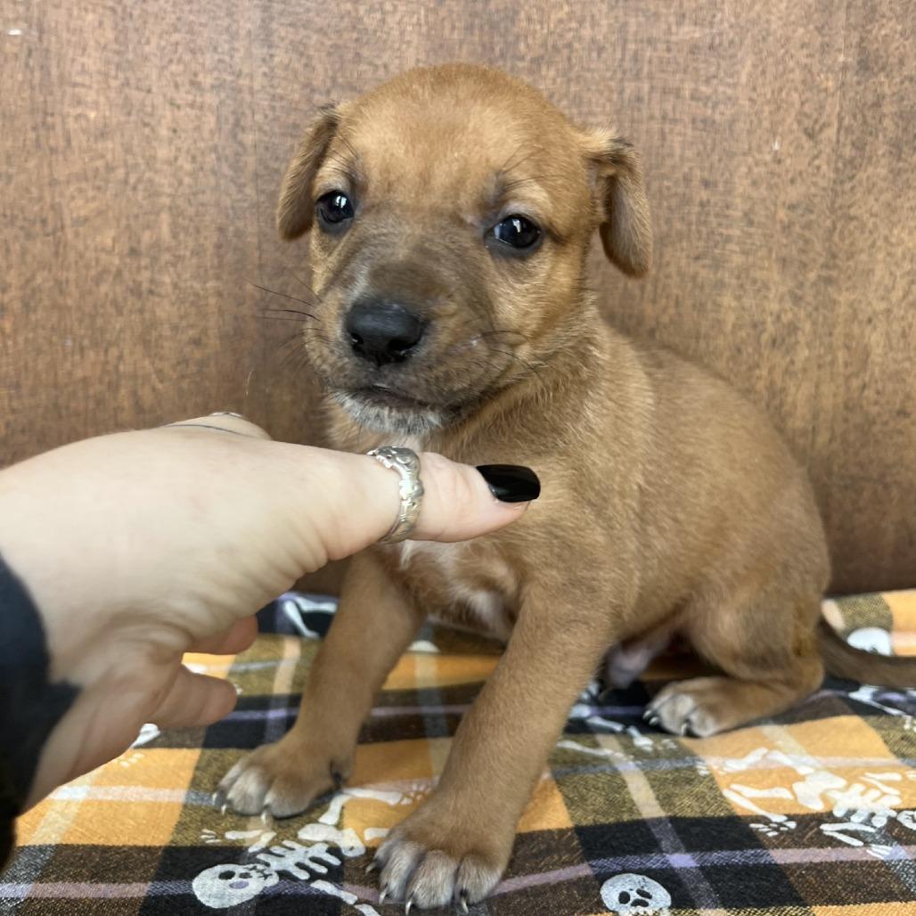 Enlarge Scooby, a Adoptable mixed breed in Fredericksburg, TX image 2/6