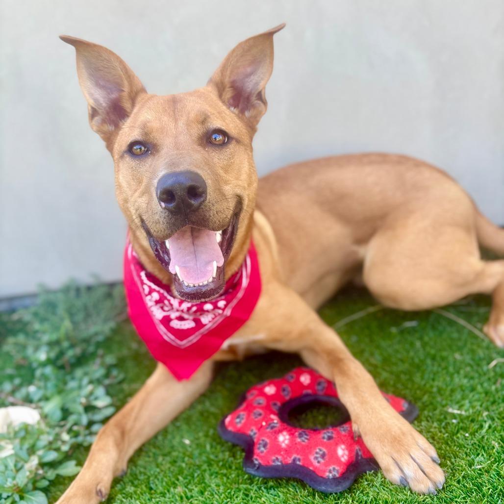Enlarge Scooby, a Adoptable mixed breed in Fredericksburg, TX image 3/6