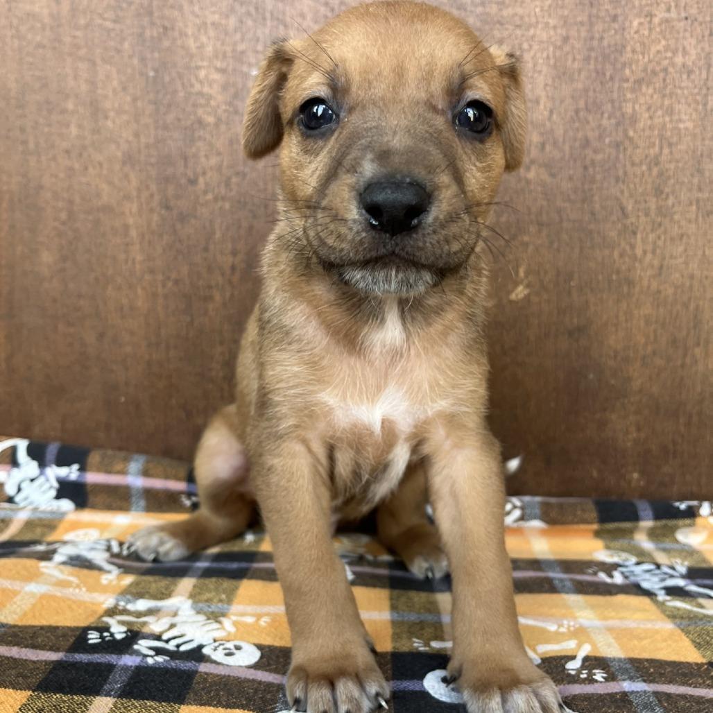 Enlarge Scooby, a Adoptable mixed breed in Fredericksburg, TX image 4/6