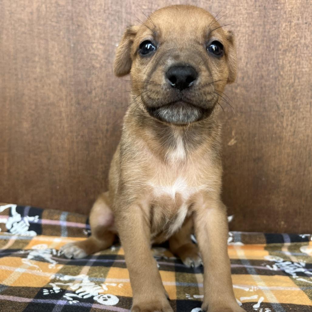 Enlarge Scooby, a Adoptable mixed breed in Fredericksburg, TX image 5/6