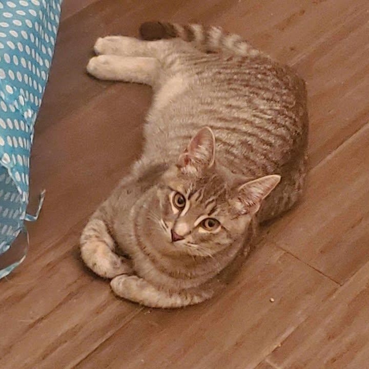 Neo, an adoptable Domestic Short Hair in Estacada, OR, 97023 | Photo Image 1