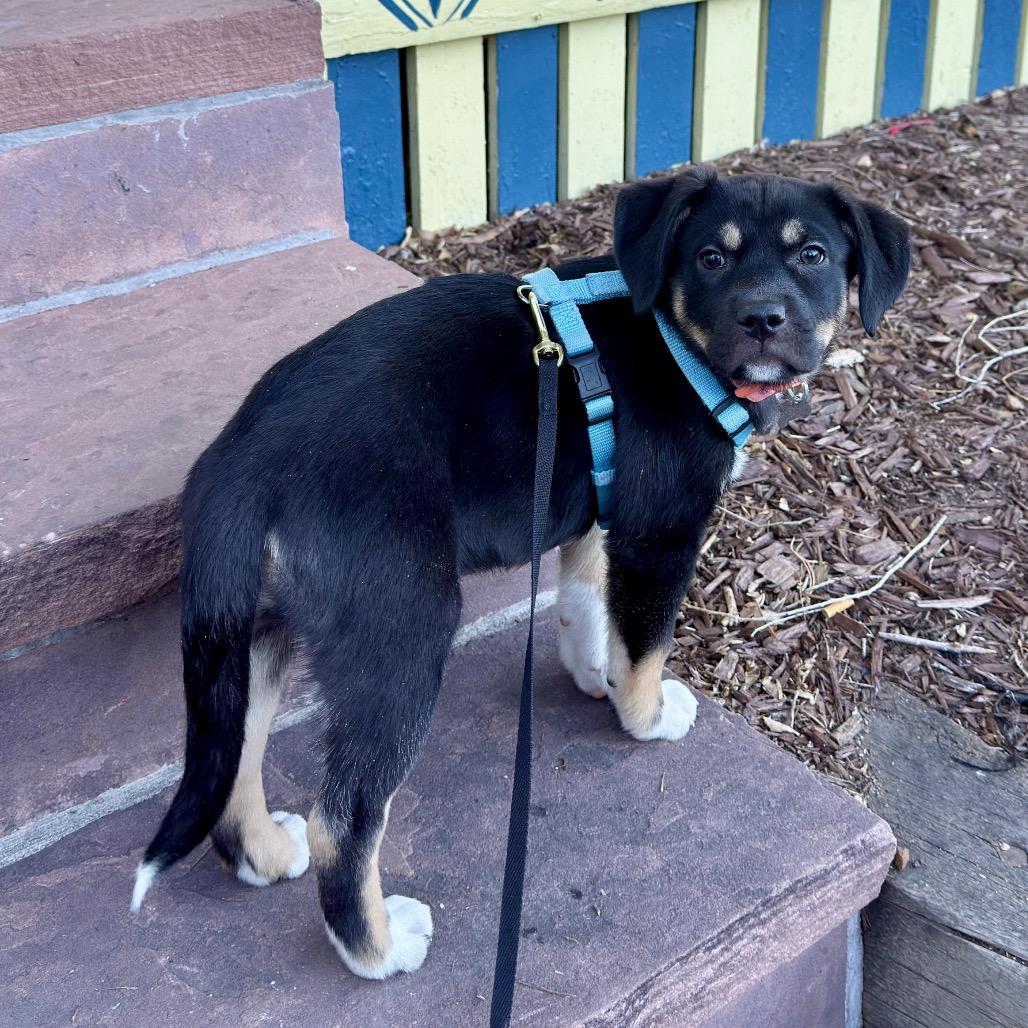Violet, Adoptable, Puppy Female Shepherd.