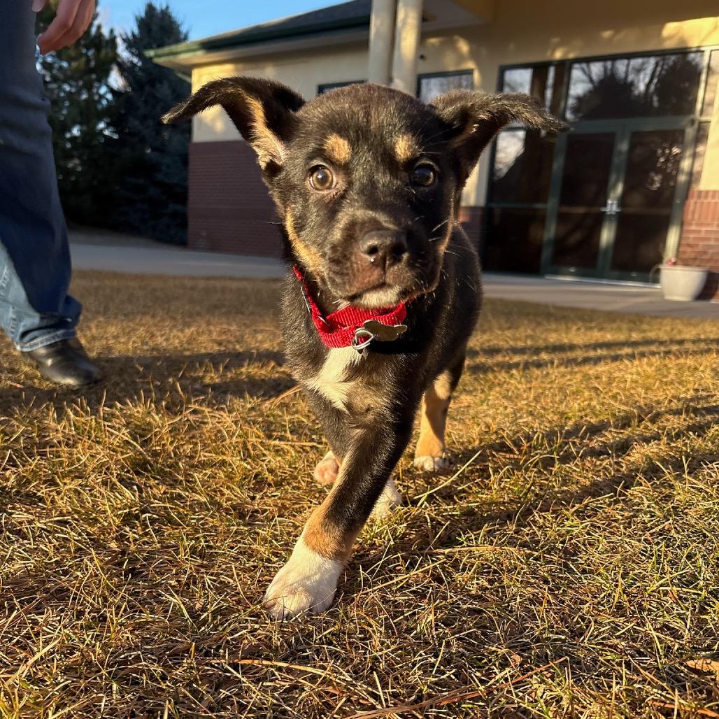 Enlarge Violet, a Adoptable mixed breed in Fort Collins, CO image 4/6