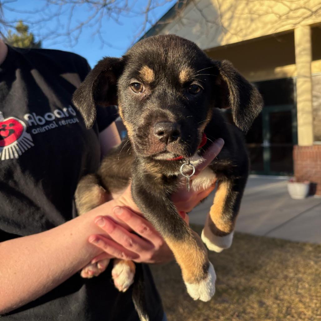 Enlarge Violet, a Adoptable mixed breed in Fort Collins, CO image 5/6