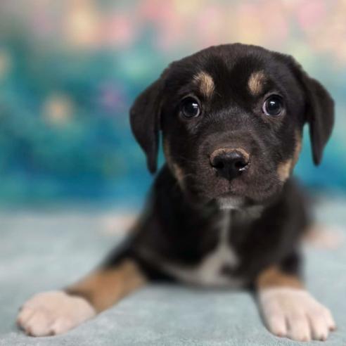 Enlarge Violet, a Adoptable mixed breed in Fort Collins, CO image 6/6