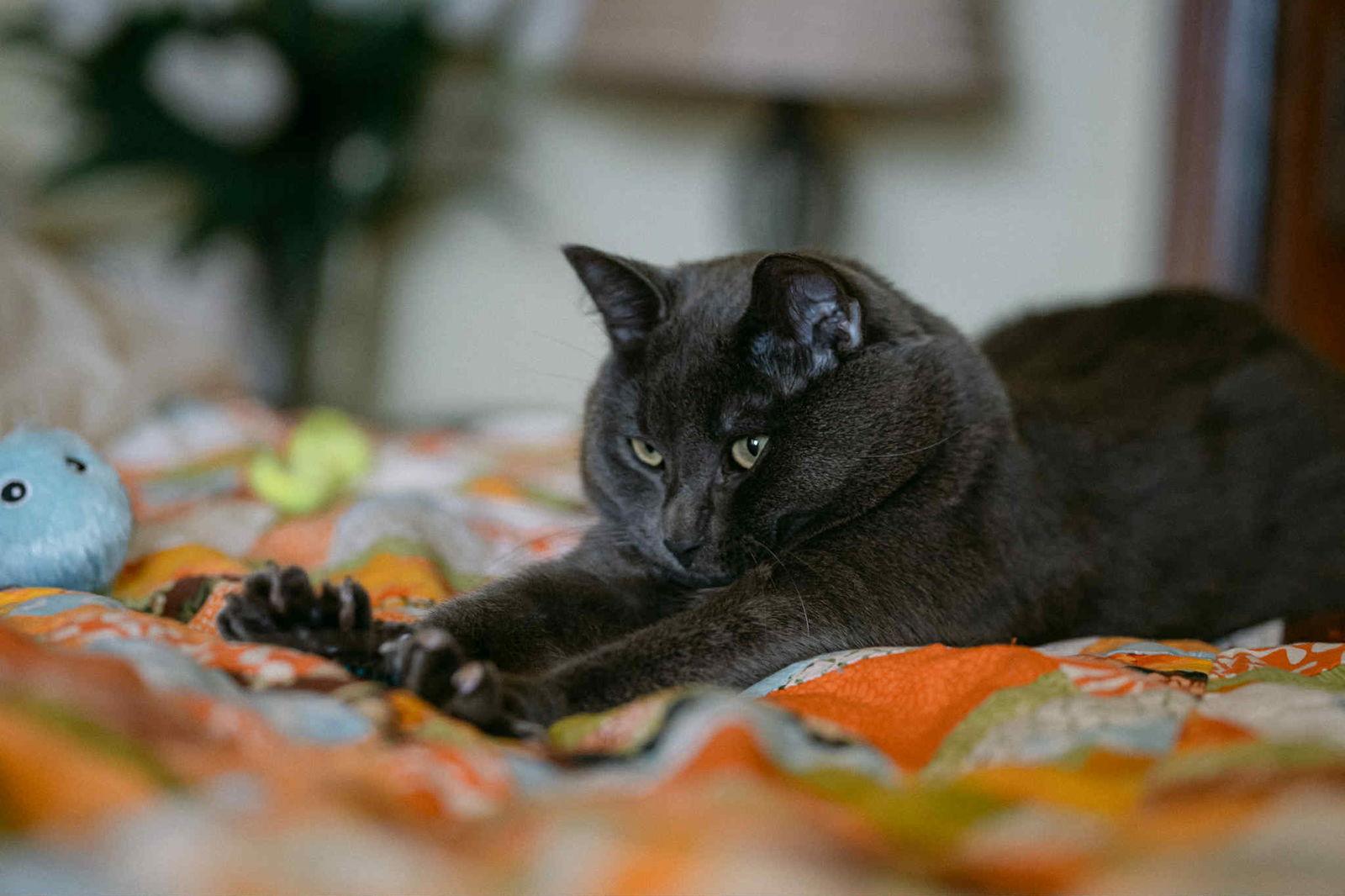 Enlarge Haiiro, a Adoptable Domestic Short Hair in Montreal, QC image 1/3