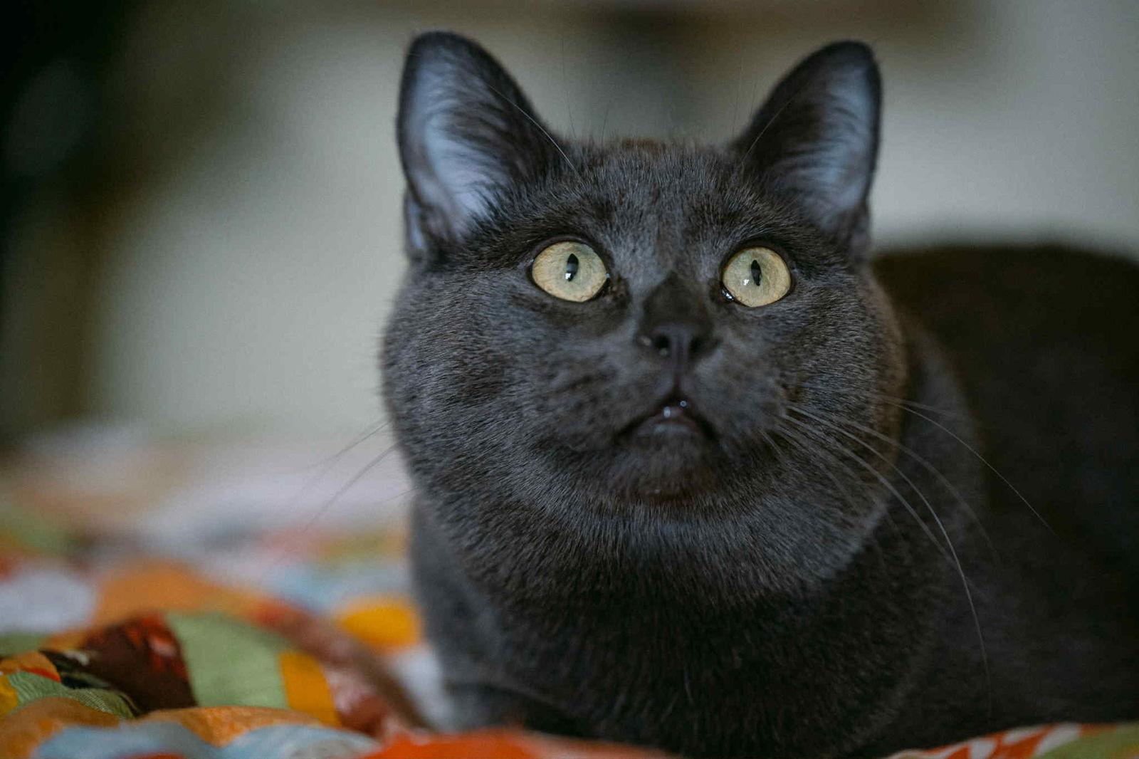 Enlarge Haiiro, a Adoptable Domestic Short Hair in Montreal, QC image 2/3