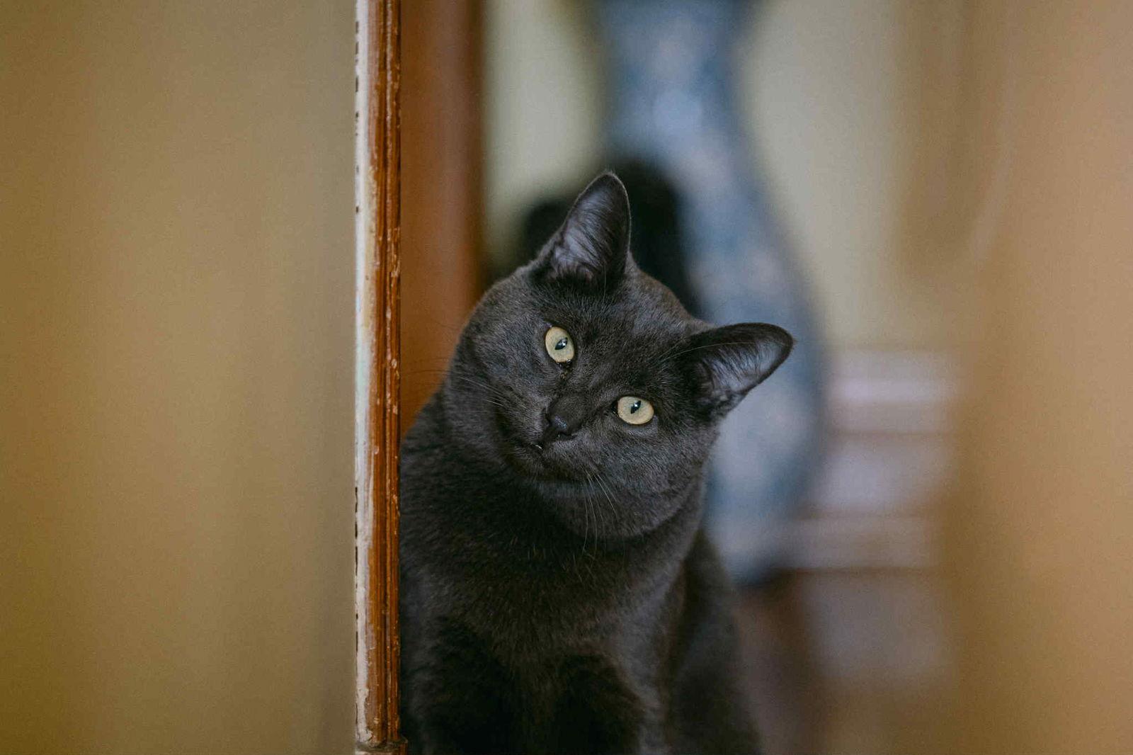 Enlarge Haiiro, a Adoptable Domestic Short Hair in Montreal, QC image 3/3