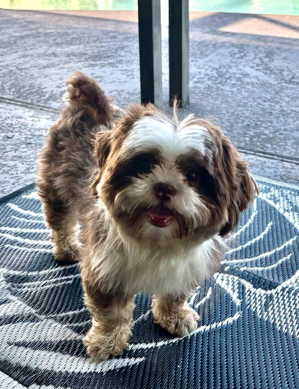 Enlarge Eli, an adopted Shih Tzu in Orlando, FL image 5/5