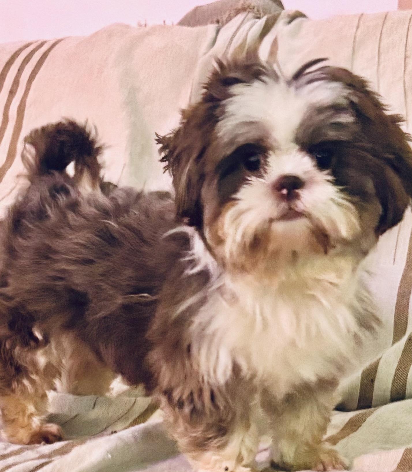 Eli, adopted, Adult Male Shih Tzu.