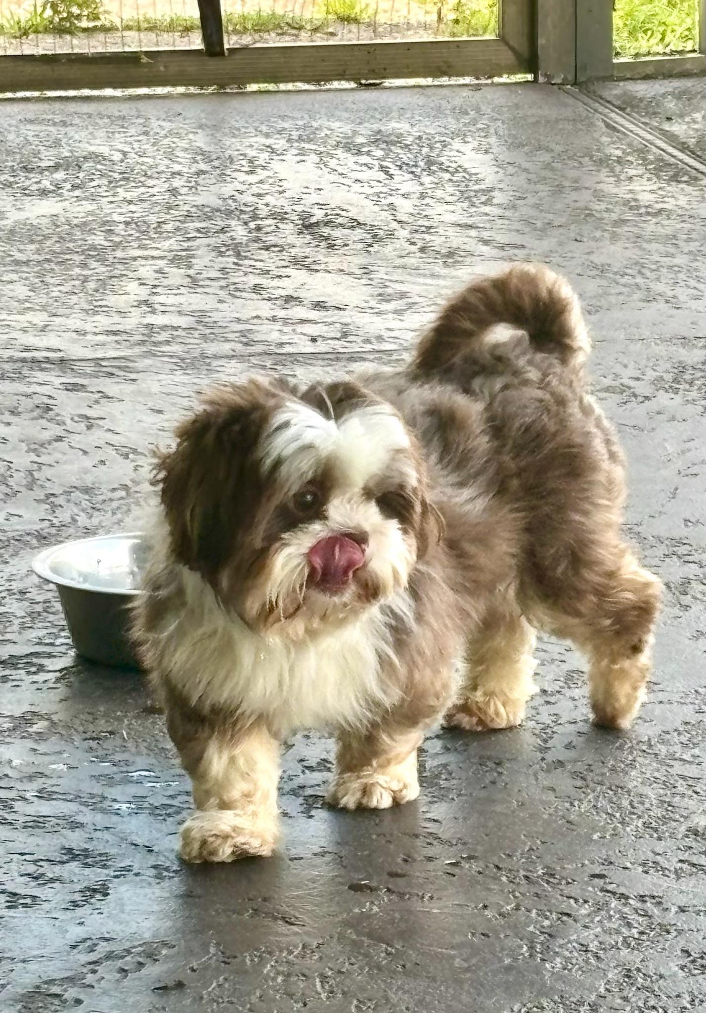 Enlarge Eli, an adopted Shih Tzu in Orlando, FL image 3/5
