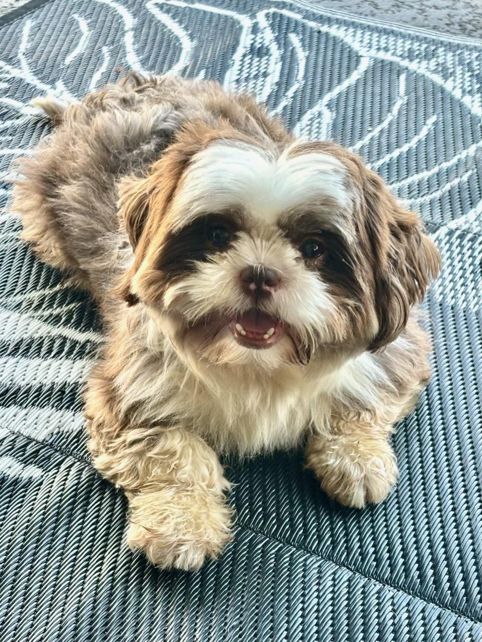 Enlarge Eli, an adopted Shih Tzu in Orlando, FL image 4/5