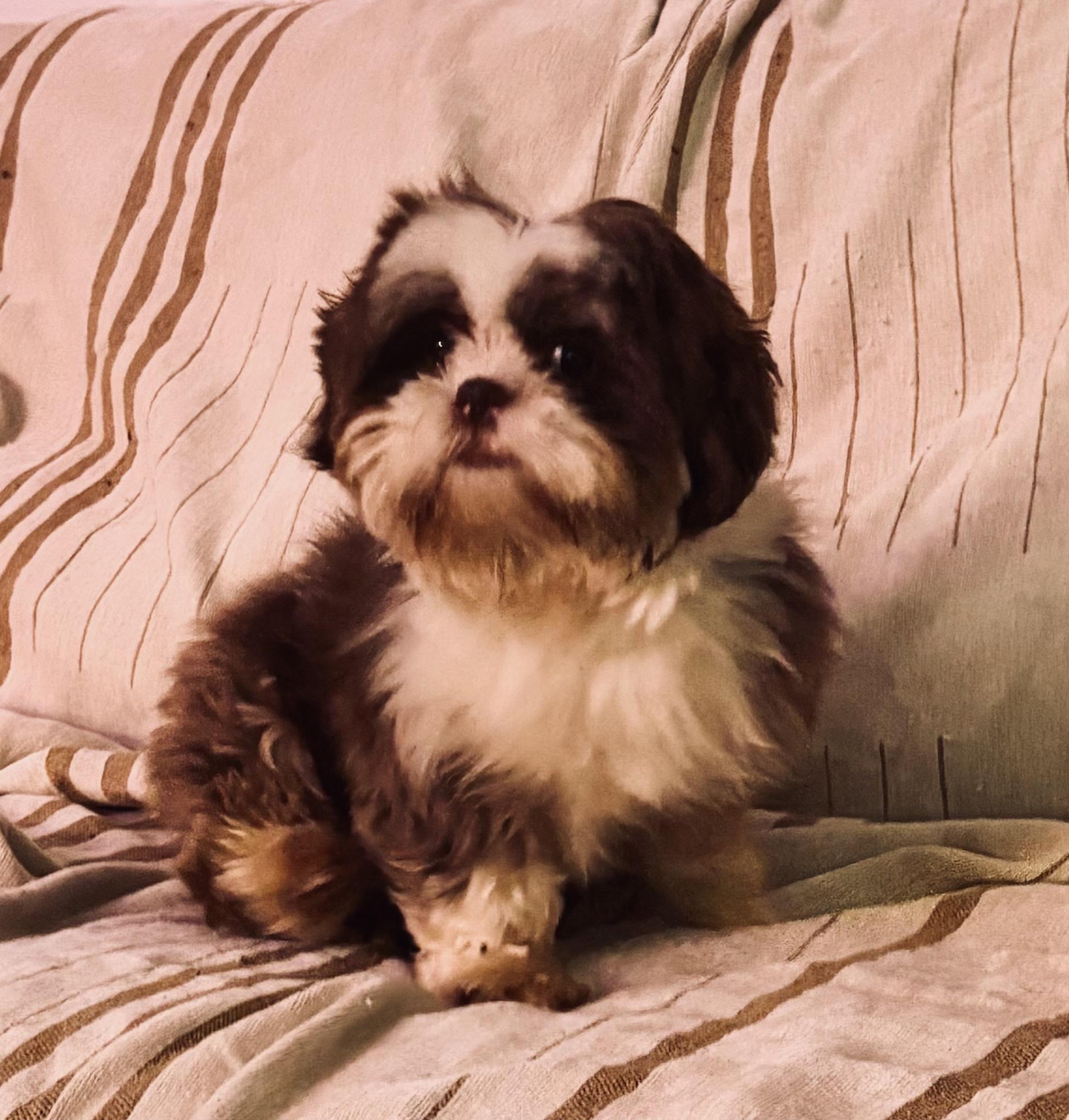 Enlarge Eli, an adopted Shih Tzu in Orlando, FL image 2/5
