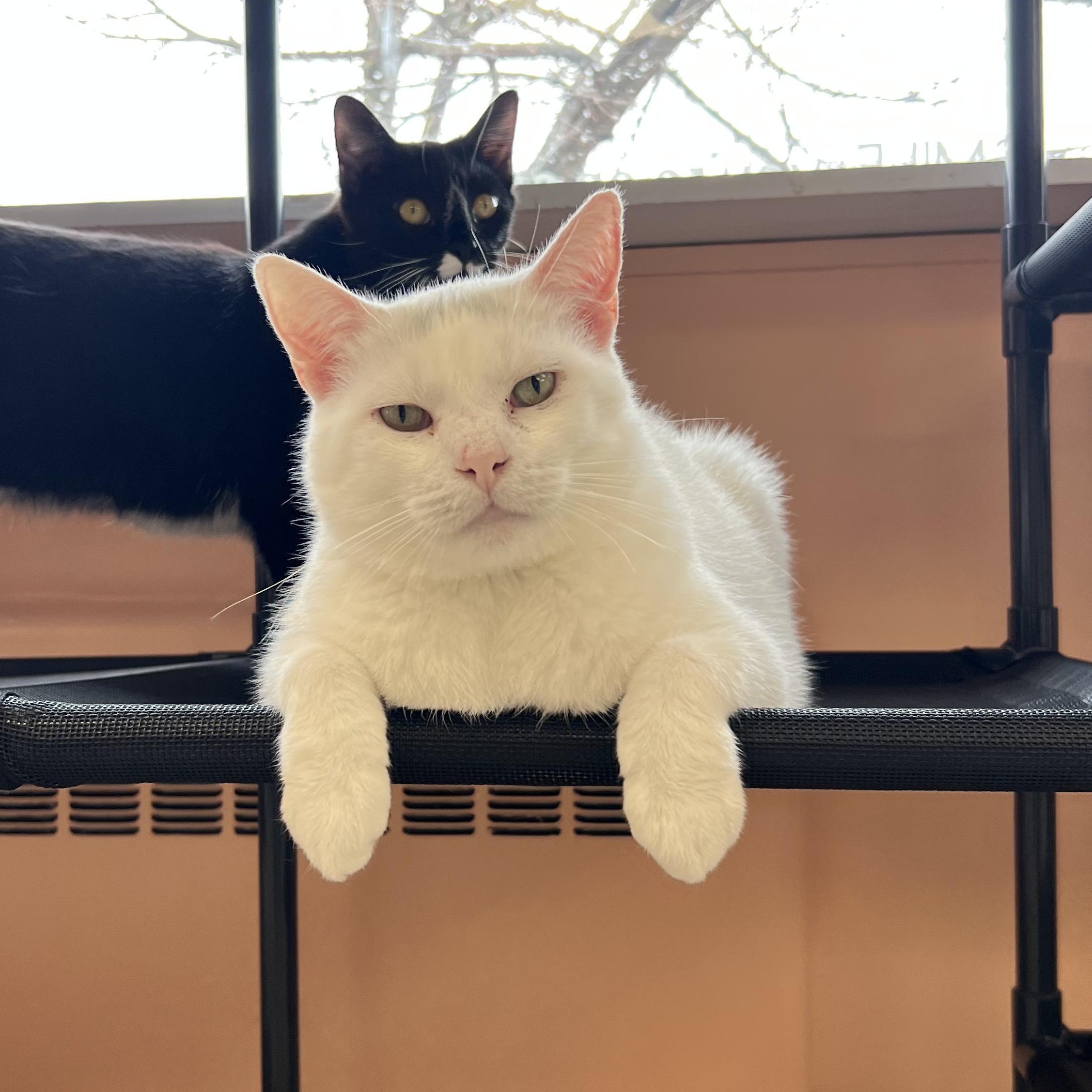 Enlarge Ranch, an adopted American Shorthair in Altoona, PA image 1/2