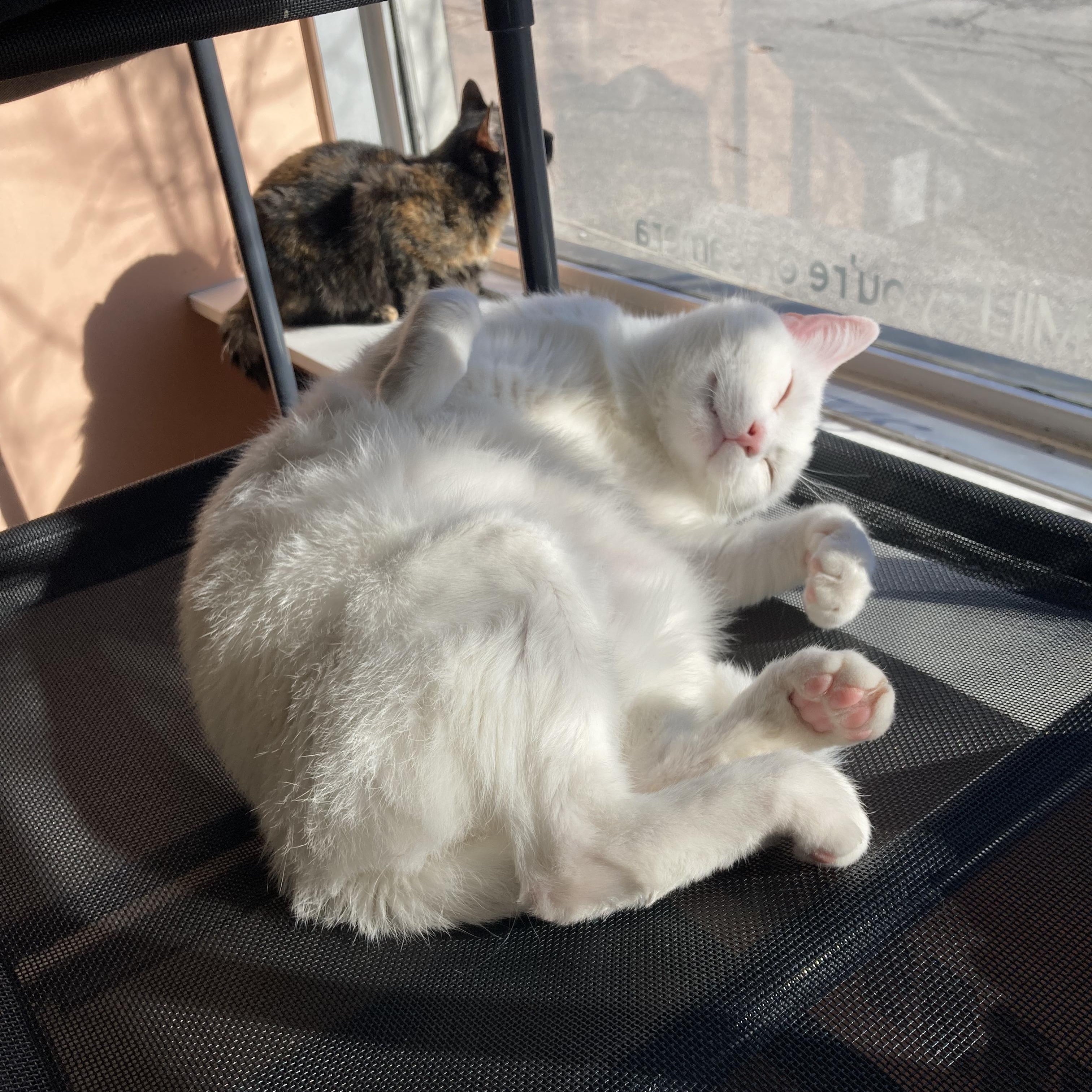 Enlarge Ranch, an adopted American Shorthair in Altoona, PA image 2/2