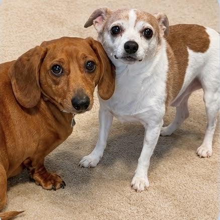 Sam & Dean, ADOPTABLE, Adult Male Dachshund & Chihuahua.