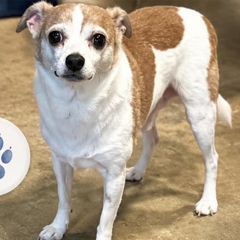 Sam & Dean, a ADOPTABLE mixed breed in Boulder, CO image 6/6