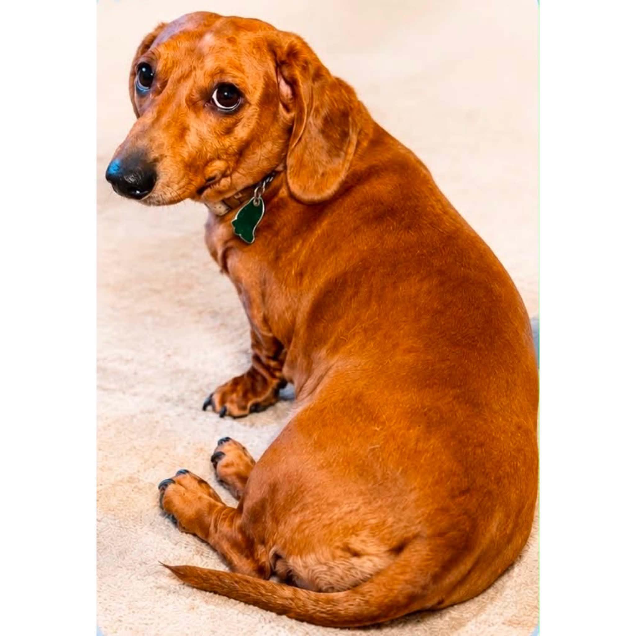 Sam & Dean, a ADOPTABLE mixed breed in Boulder, CO image 5/6